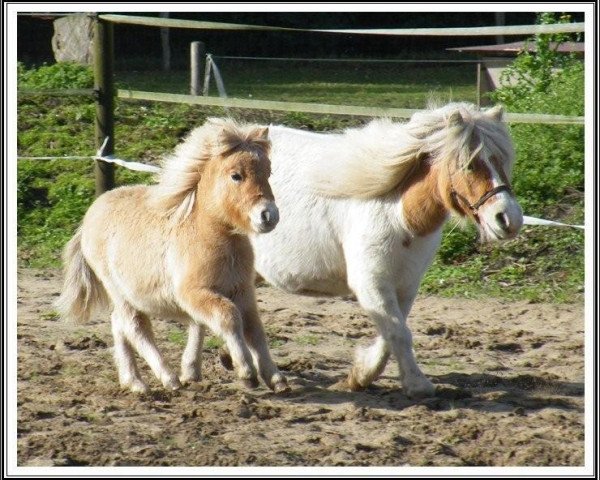 horse Greyligth Mandarino (Shetland Pony, 2009, from Sunny Boy v.'t Wildeveld)