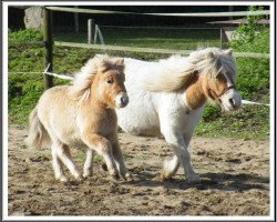 Pferd Greyligth Mandarino (Shetland Pony, 2009, von Sunny Boy v.'t Wildeveld)