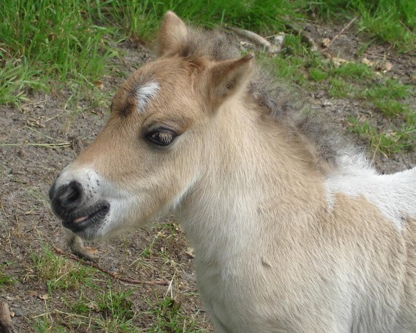 horse Greylight Otis (Shetland Pony, 2007, from Octavian vom Ellernbrook)