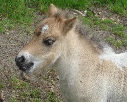 horse Greylight Otis (Shetland Pony, 2007, from Octavian vom Ellernbrook)