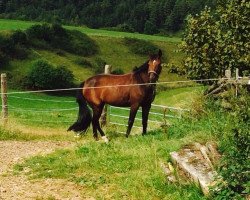 Springpferd Rainbow Lady (Bayer, 2005, von Da Lisco)