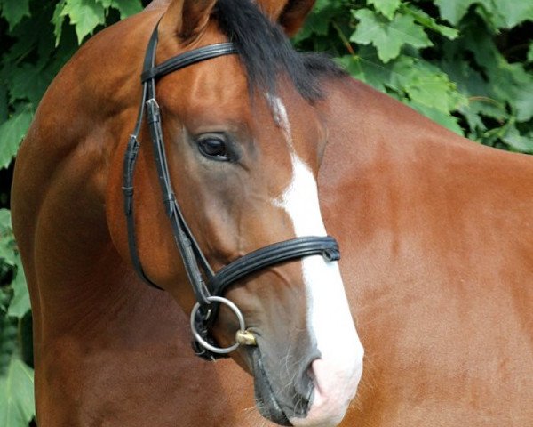 dressage horse Sundowner's Delaney (Oldenburg, 2009, from Sorento OLD)