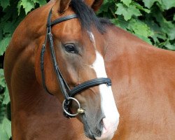 dressage horse Sundowner's Delaney (Oldenburg, 2009, from Sorento OLD)