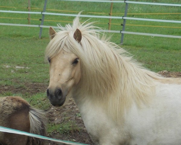 Zuchtstute Lilly vom Rindergraben (Shetland Pony, 2009, von Lord-Lester)