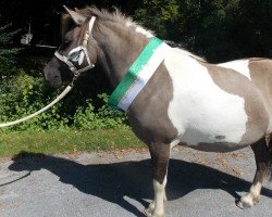 dressage horse Pandora vom Rindergraben (Shetland Pony, 2011, from Silbersees Ludger)