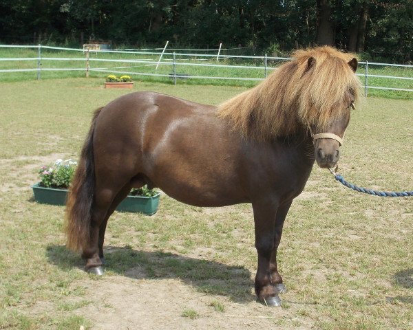 stallion Zero von Salza (Shetland Pony, 2010, from Zappa van Stepelo)