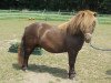 stallion Zero von Salza (Shetland Pony, 2010, from Zappa van Stepelo)