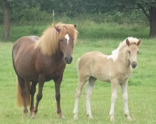 Pferd Vindur vom Derkingshof (Islandpferd, 2014, von Fengur von Horstmar)