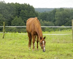 Dressurpferd Flic Flac (Pinto/Kleines Reitpferd, 2004, von Flying Thunder)