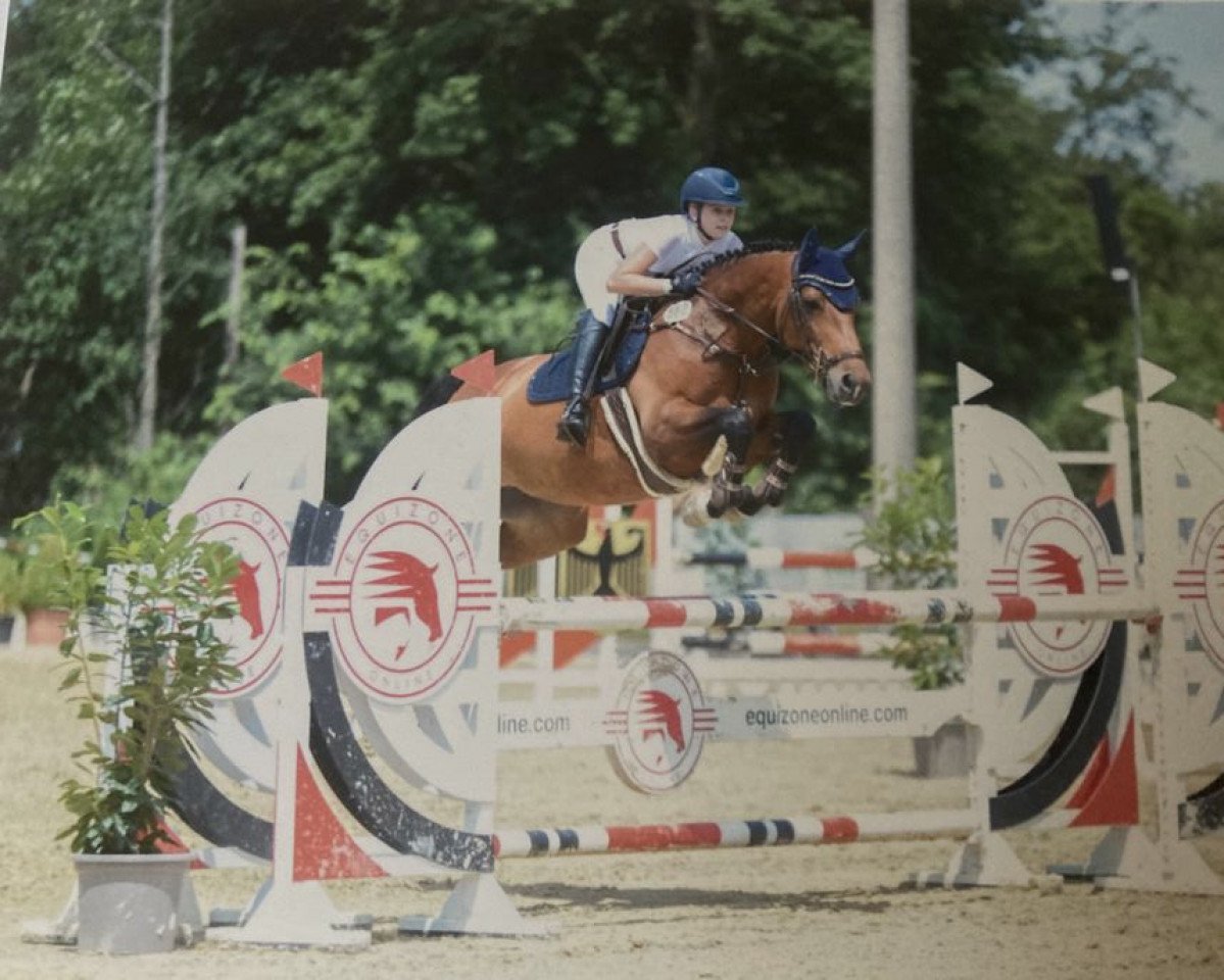 jumper It's El Primeros Girl (KWPN (Royal Dutch Sporthorse), 2013, from El Primero)