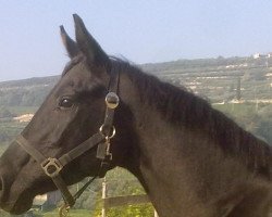 broodmare Dorina dei Castellani (Hanoverian, 2008, from Desperados FRH)