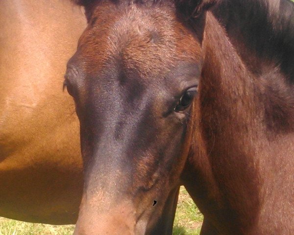 broodmare Rock'n Rose (Westphalian, 2014, from Rock Forever NRW)