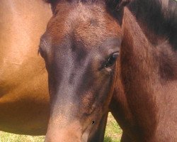 horse Rock'n Rose (Westfale, 2014, from Rock Forever NRW)