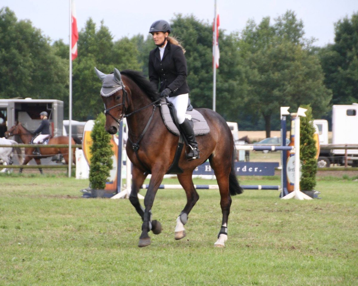 Zuchtstute Cheeky on Cloud (Westfale, 2003, von Collin L)