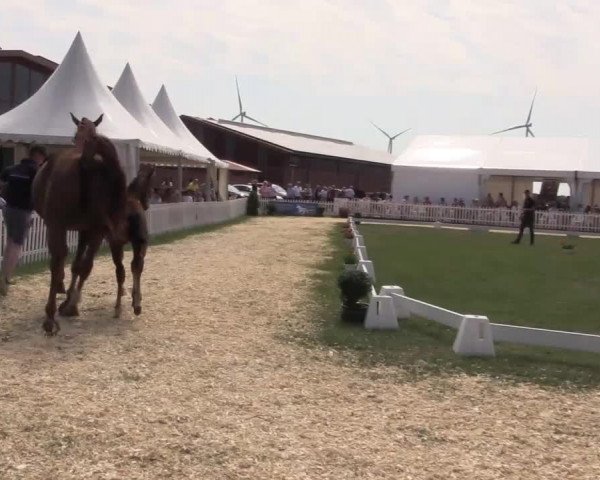 Stuten- und Fohlenschau Wettringen 2019