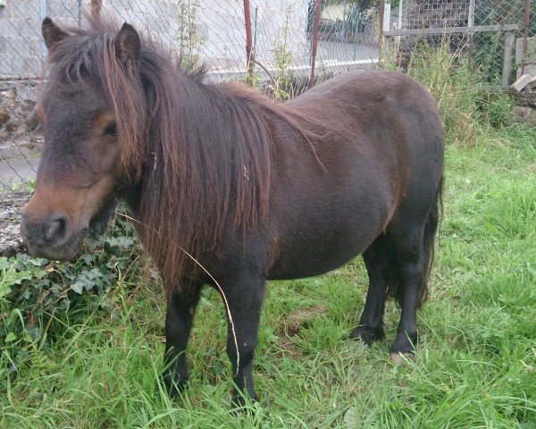 Zuchtstute ML's Lissy (Shetland Pony (unter 87 cm), 2002, von ML's Little Boy)