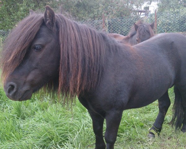 stallion ML`s Robby (Dt.Part-bred Shetland pony, 2002, from Rio Palouse)