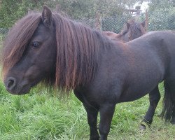 Deckhengst ML`s Robby (Dt.Part-bred Shetland Pony, 2002, von Rio Palouse)