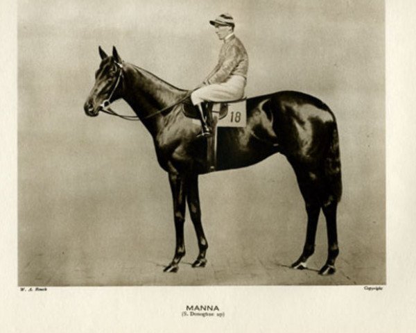 stallion Manna xx (Thoroughbred, 1922, from Phalaris xx)