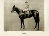stallion Manna xx (Thoroughbred, 1922, from Phalaris xx)