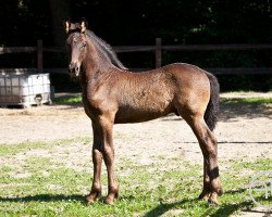 horse Enzo (Pinto, 2014, from Harry Ster BP 12)