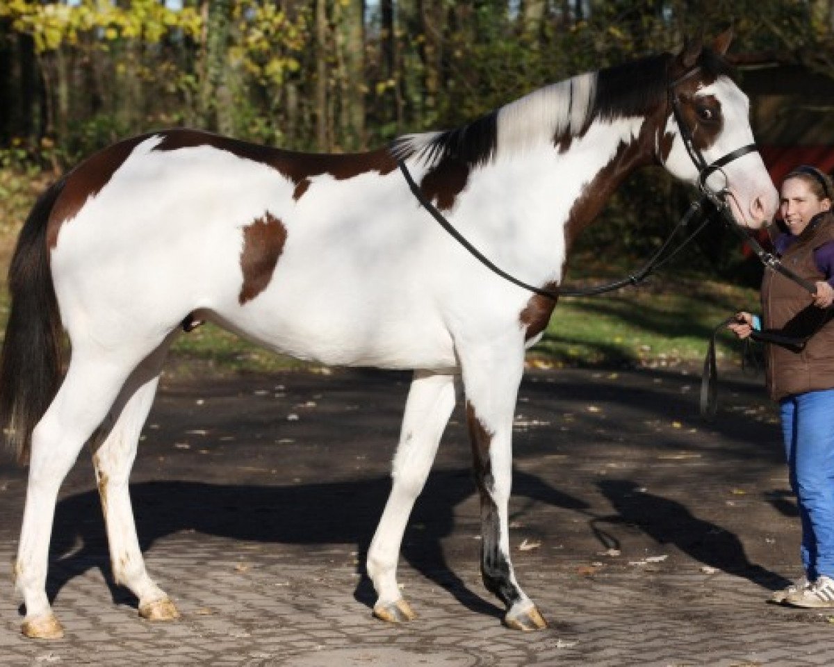 stallion Silvery Moon xx (Thoroughbred, 2011, from I Was Framed xx)