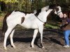 stallion Silvery Moon xx (Thoroughbred, 2011, from I Was Framed xx)