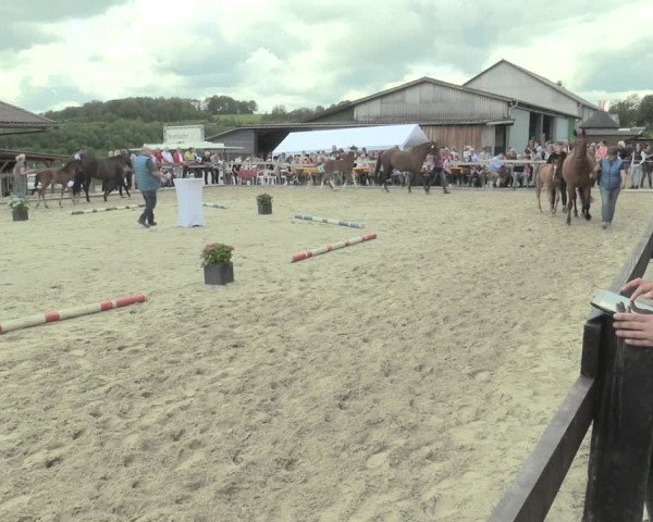 LVM-Sichtung Fohlenchampionat und Stutenschau in Drolshagen 2019