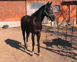 horse Lucky Winner xx (Thoroughbred, 2006, from Barrow Creek xx)