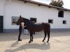 broodmare Sassicaia 7 (Hanoverian, 2008, from Stolzenberg)