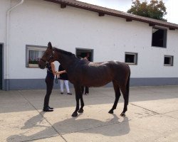 broodmare Sassicaia 7 (Hanoverian, 2008, from Stolzenberg)