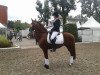 dressage horse Durango (German Riding Pony, 2007, from Dinarion)