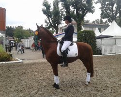 dressage horse Durango (German Riding Pony, 2007, from Dinarion)