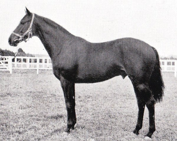 stallion Underwood xx (Thoroughbred, 1944, from Bois Roussel xx)