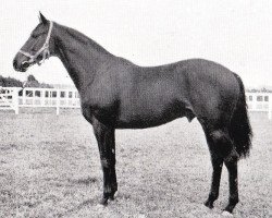 stallion Underwood xx (Thoroughbred, 1944, from Bois Roussel xx)