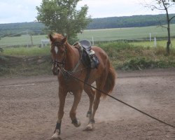 broodmare Kir Kokett (Oldenburg, 2010, from Fürst Romancier)