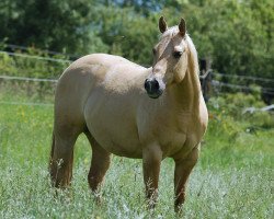 horse LET Especial Rooster (Quarter Horse, 2008, from Gallo Pequeno)