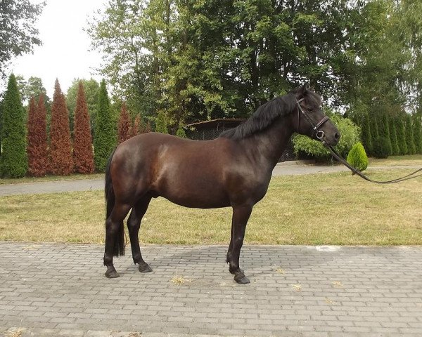 Pferd Ruslan (Huzule, 2005)