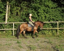 Pferd Shanghai (Hackney (Pferd/Pony), 2006)