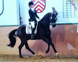 dressage horse Herzbube A (Oldenburg, 2007, from Hofrat)