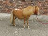 jumper Starways Monty (Shetland pony (under 87 cm), 2013, from Mexx)