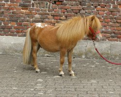 Springpferd Starways Monty (Shetland Pony (unter 87 cm), 2013, von Mexx)