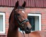 dressage horse Soleil d'ètè (Hanoverian, 2011, from Stedinger)