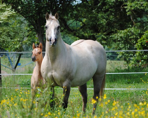 Zuchtstute All in Creme (Quarter Horse, 1993, von Creme de Coco Bueno)