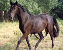 broodmare Manjou (Hanoverian, 1994, from Maurice)