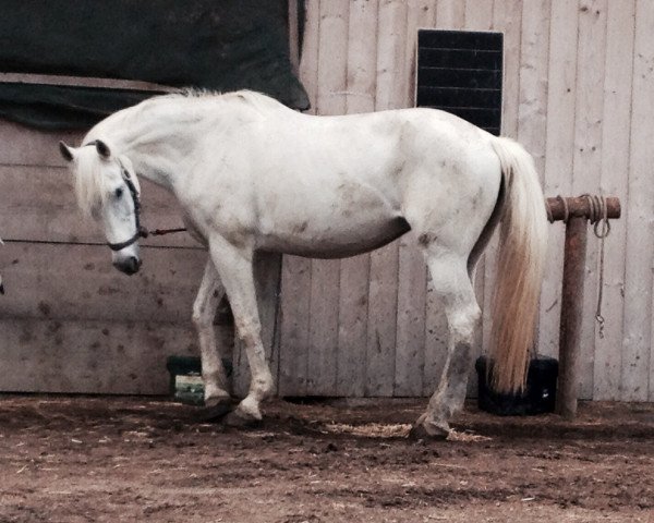 broodmare Lagretto 11 (Hungarian Warmblood, 1996, from Metropolisz)