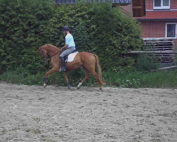 broodmare La Belle Ferroniere (Hanoverian, 2008, from Londontime)