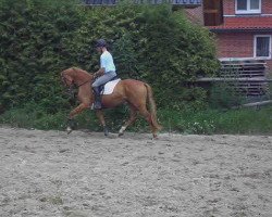 dressage horse La Belle Ferroniere (Hannoveraner, 2008, from Londontime)