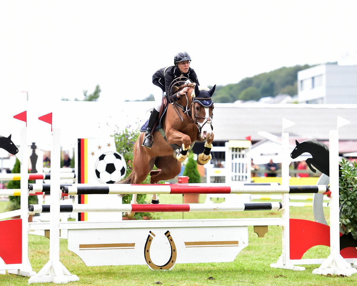 Springpferd Diva de Luna 3 (Deutsches Reitpony, 2007, von Three-Stars Dumbledore)