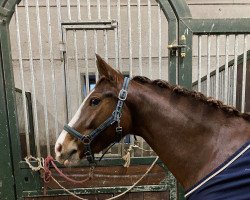 horse Sun Bailey (Hanoverian, 2019, from Stolzenberg)